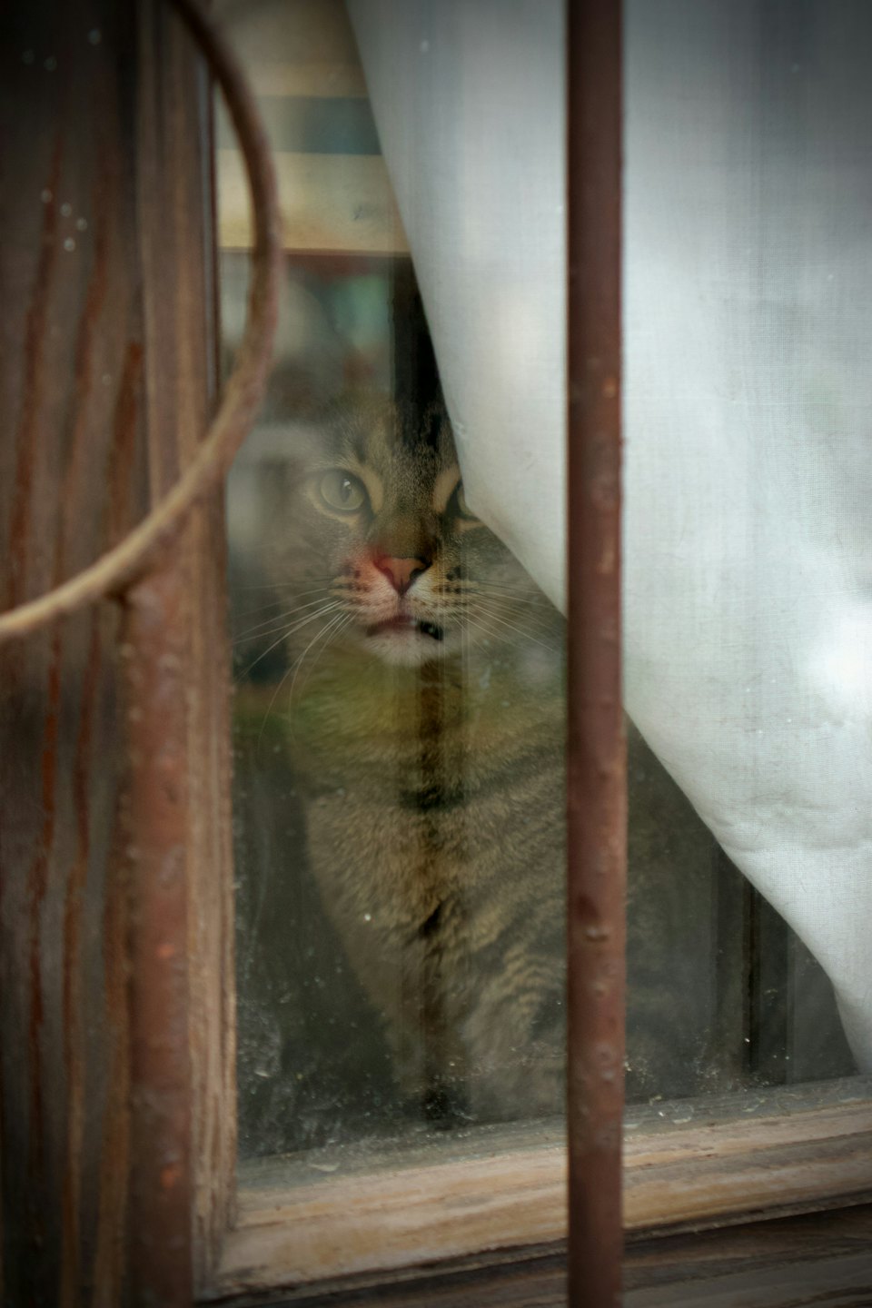 Tabby cat peeks curiously through a dusty window.