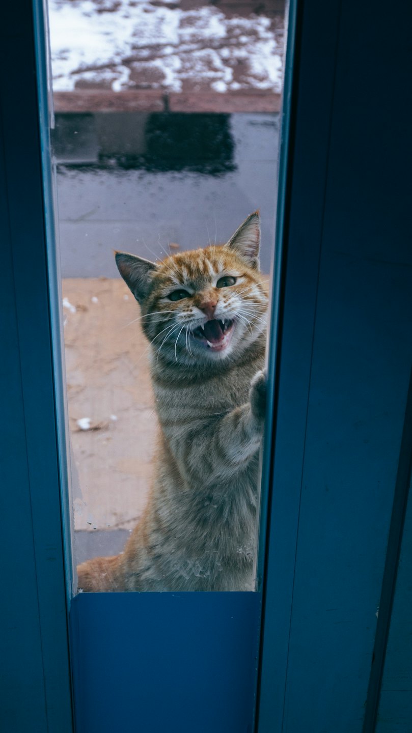 An orange tabby cat presses its paw against a window.