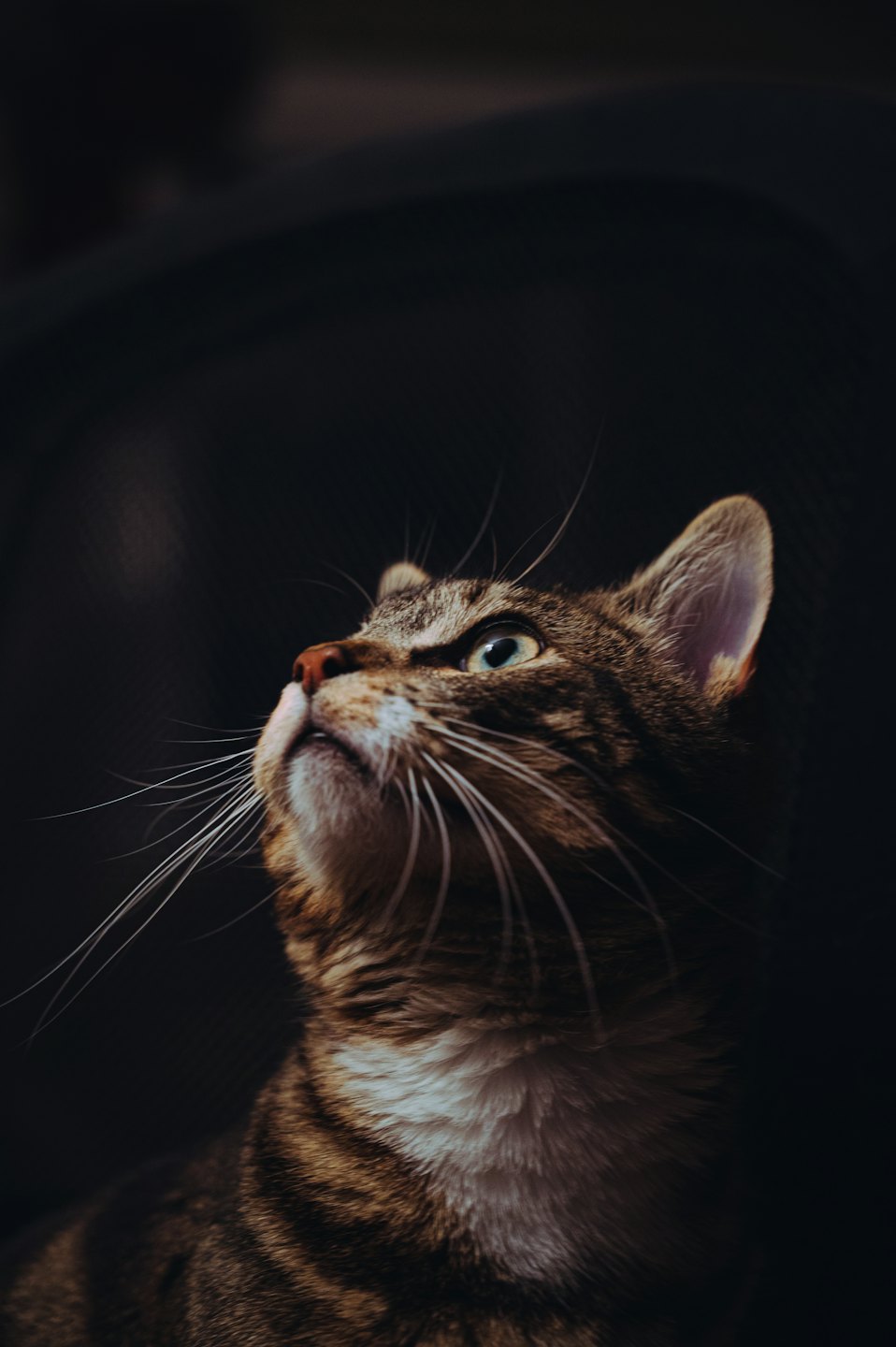Brown and black tabby cat looking intently upwards.