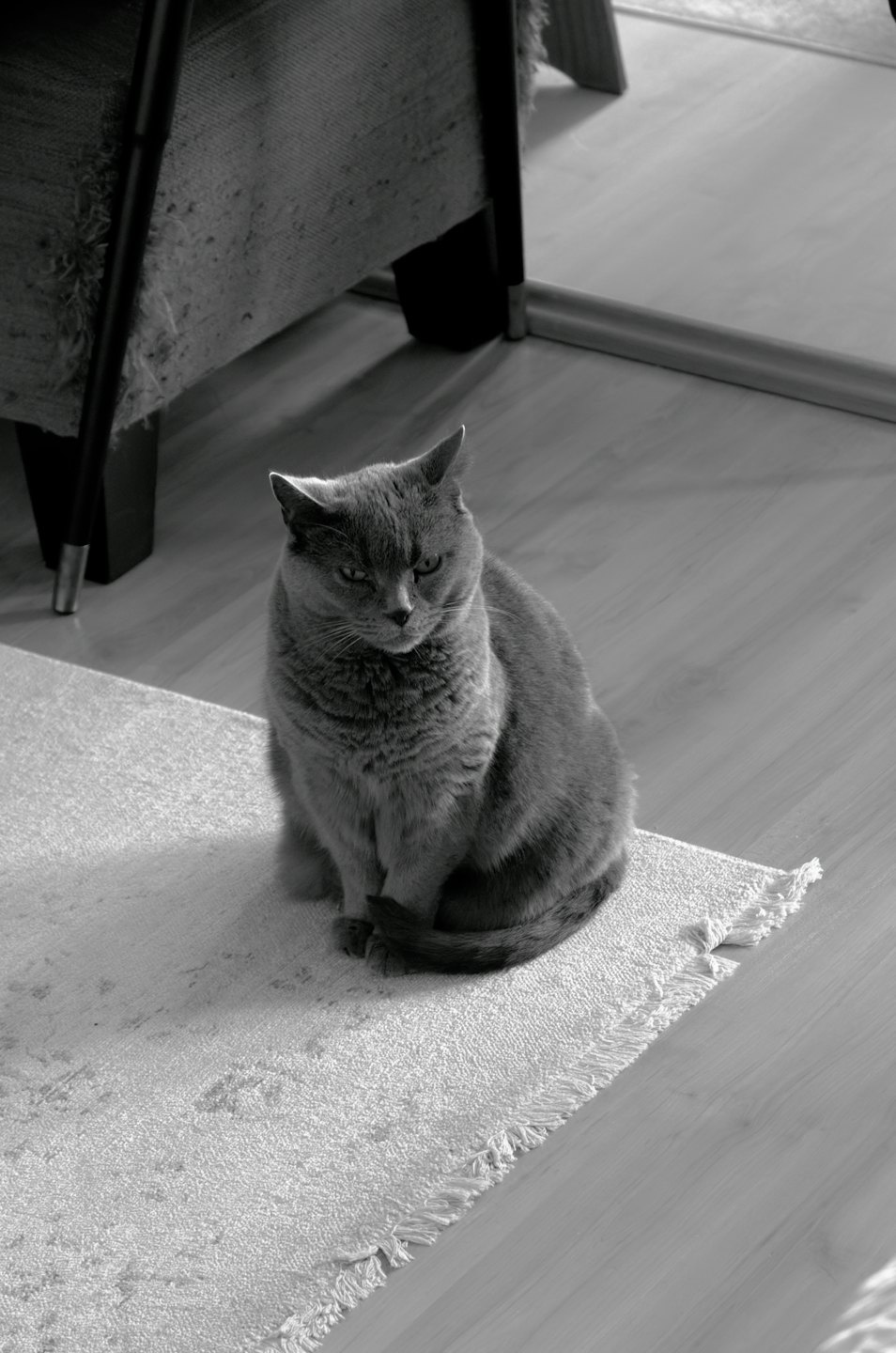 A grumpy grey cat sits on a fringed rug.