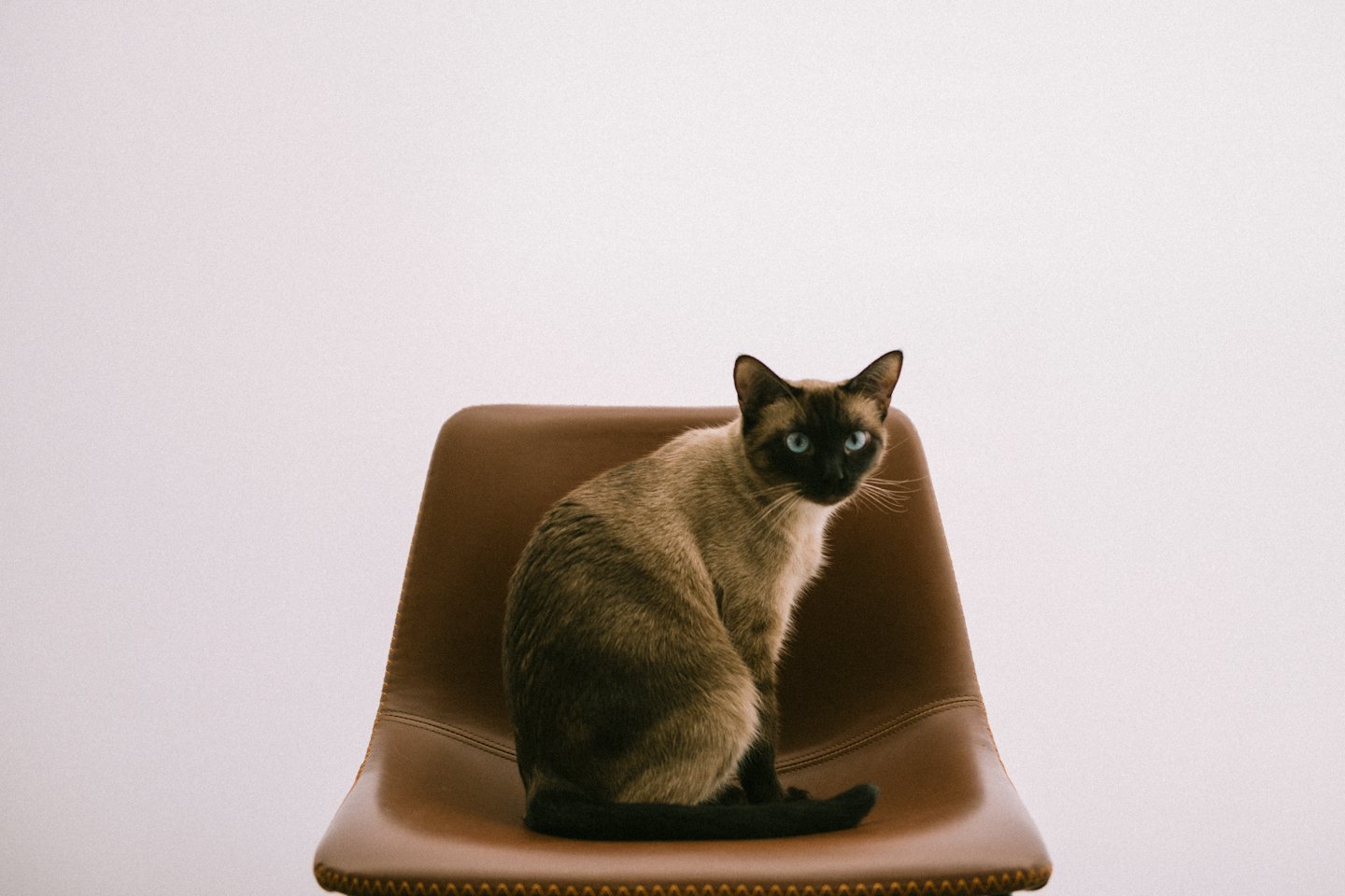 Siamese cat sitting on a brown leather chair.