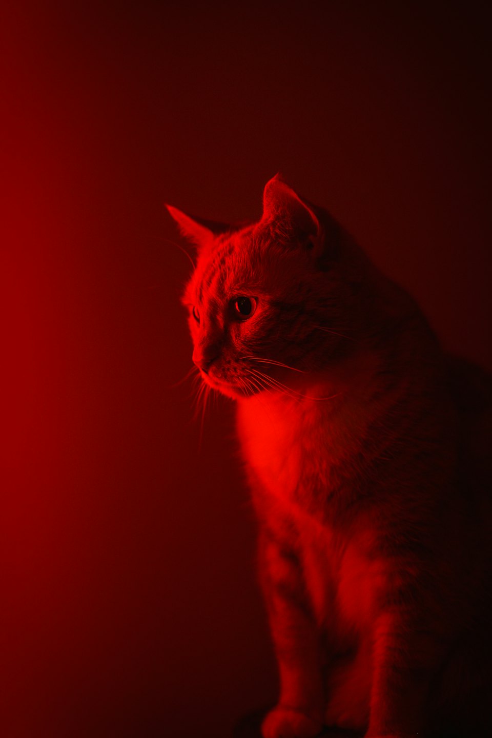 A tabby cat sits in profile looking to the left.