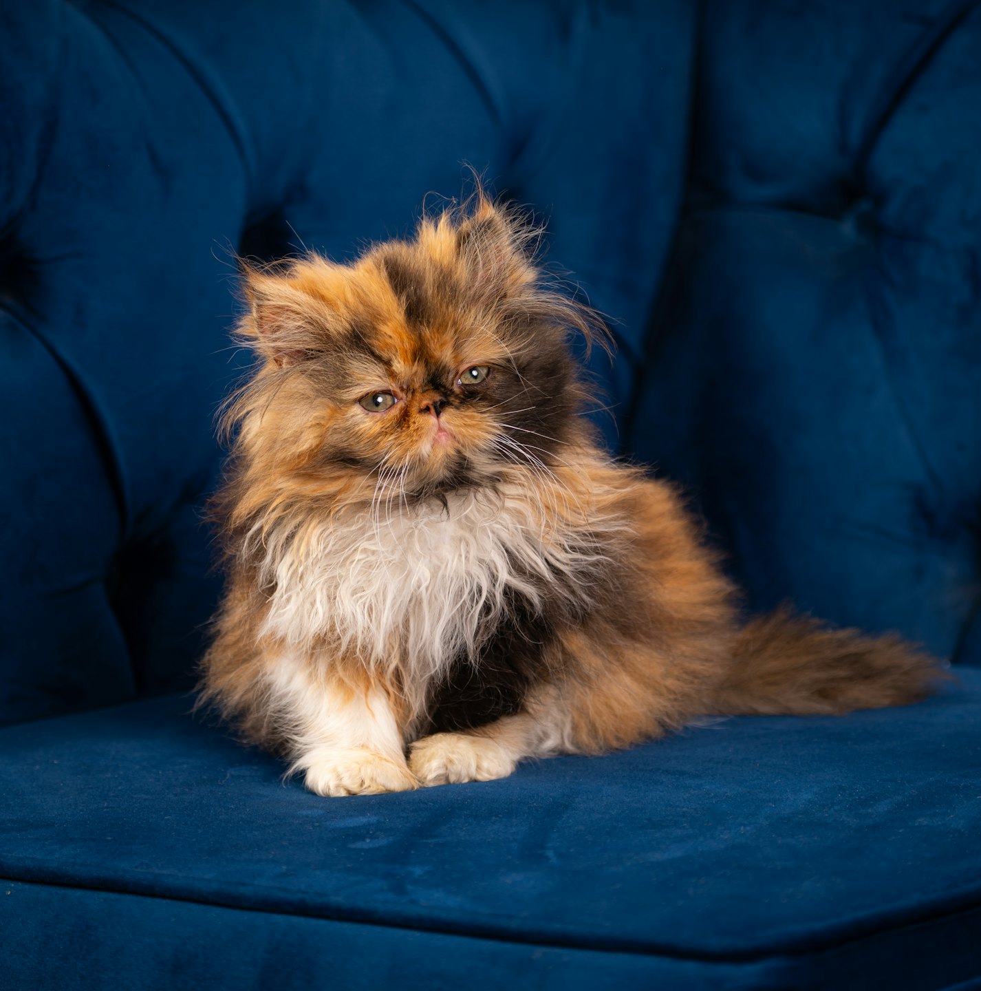 A calico Persian kitten sits on a blue velvet armchair.