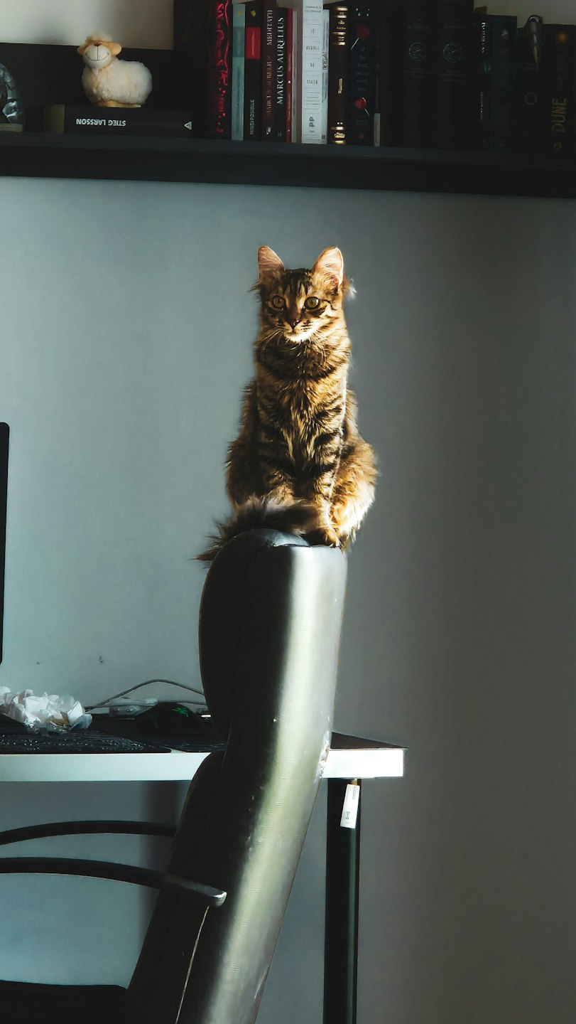 Brown tabby cat sitting on the back of an office chair.