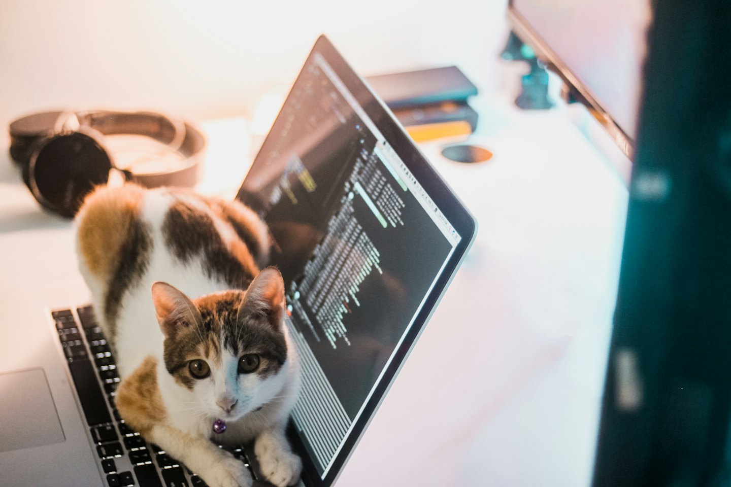 A calico cat lies across a laptop keyboard displaying code.